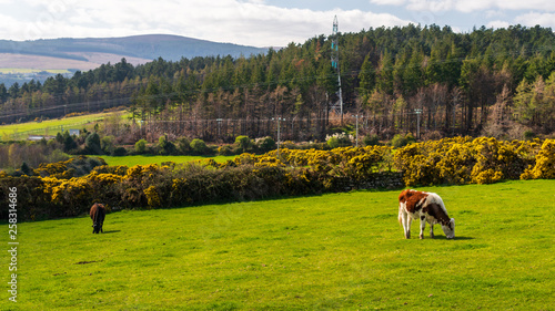 Two cows grazing on a green grass meadow in a typical Irish rural scene with rolling hills and fir tree woods in the background. Countryside landscape in Wicklow, Ireland. © Gabriel
