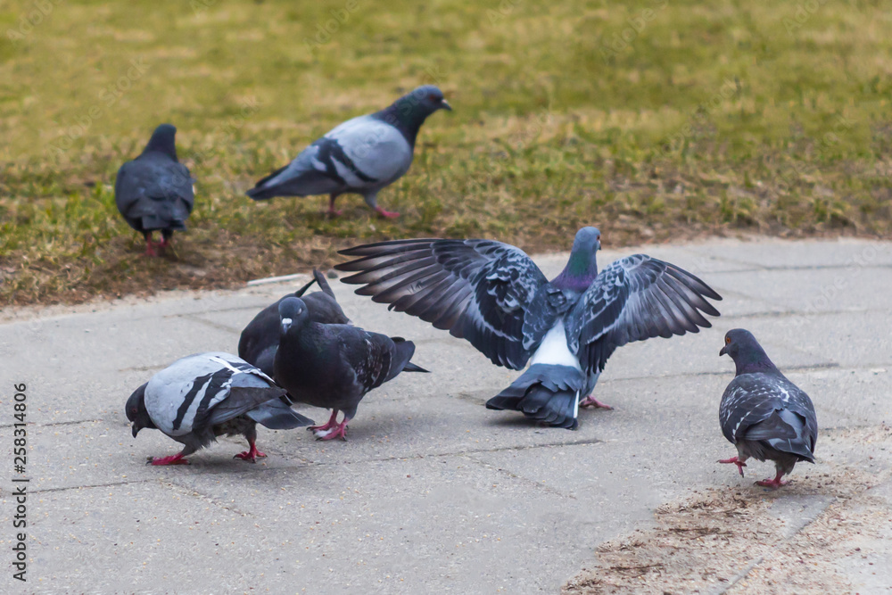 Obraz premium dove in city