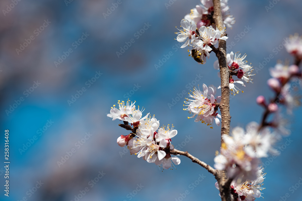 Blooming apricot closeup in spring at the background of the sky Blooming apricot closeup in spring at the background of the sky