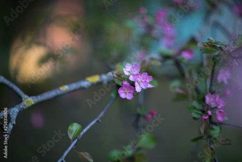 ranetka blooming in spring in the botanical garden of Moscow photo