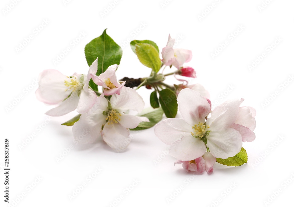 Fototapeta premium Blooming apple tree flowers on twig, isolated on white background
