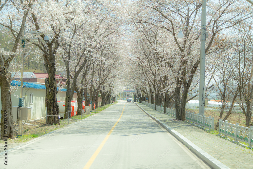 Fototapeta premium 벚꽃