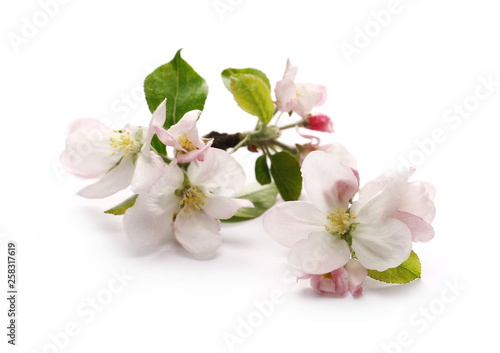 Blooming apple tree flowers on twig  isolated on white background