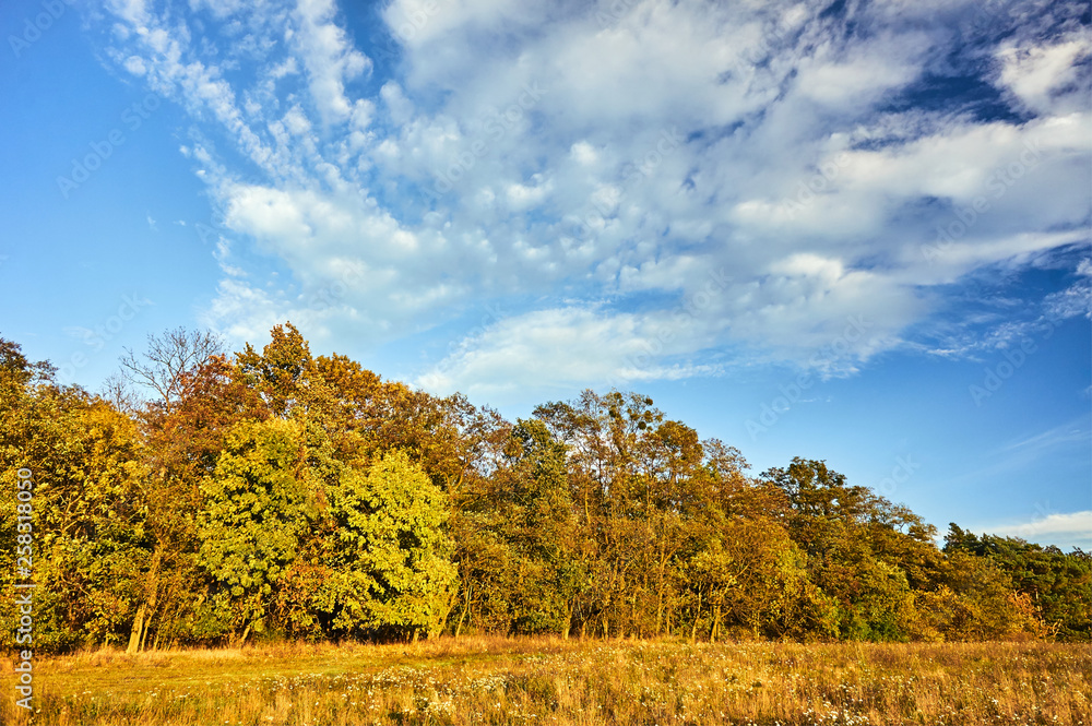 Fototapeta premium Meadow and trees with colorful leaves during autumn in Poland.