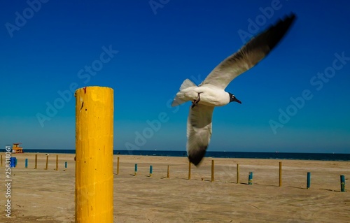 Galveston Seagull 