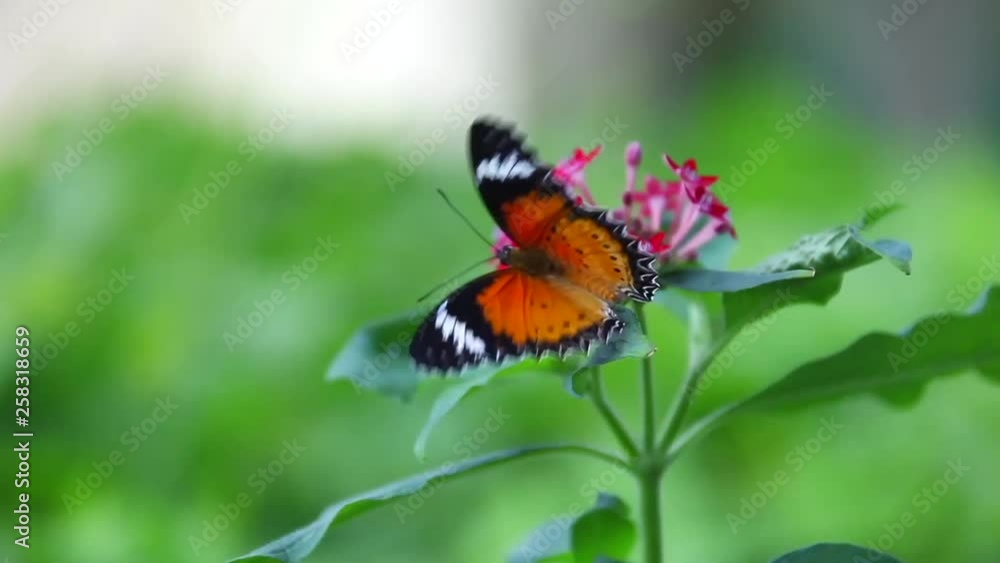 Butterfly in ray of sunshine and cherry blossom Butterfly in ray of sunshine and cherry blossom