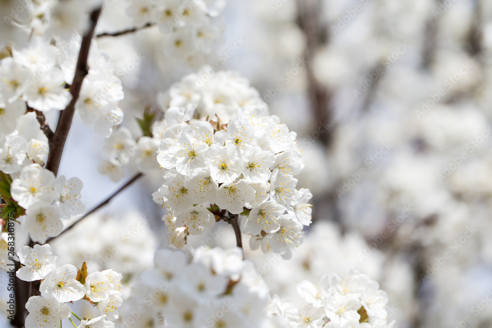 Spring border background with blossom, close-up. Abstract floral spring background. Blossoms over blurred nature background Spring border background with blossom, close-up. Abstract floral spring background. Blossoms over blurred nature background