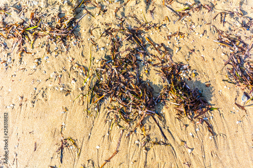 Beach sand and dry sea weed background