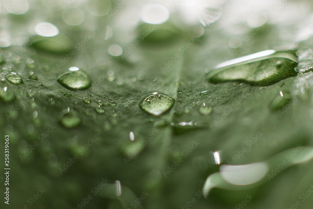 Large beautiful drops of transparent rain water on a green leaf macro. Drops of dew in the morning glow in the sun. Beautiful leaf texture in nature. Natural background Large beautiful drops of transparent rain water on a green leaf macro. Drops of dew in the morning glow in the sun. Beautiful leaf texture in nature. Natural background