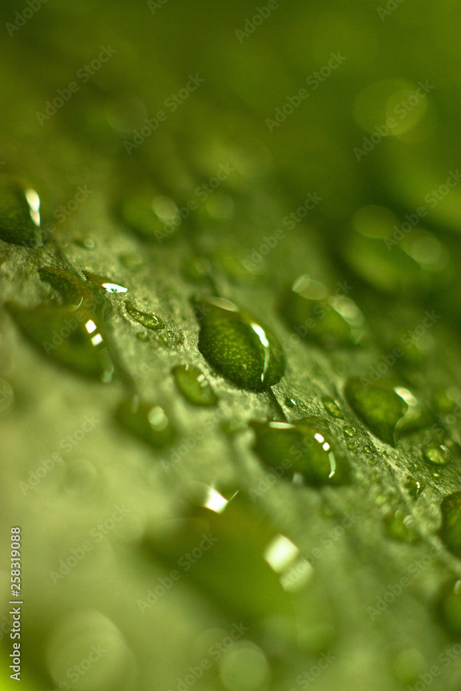 Large beautiful drops of transparent rain water on a green leaf macro. Drops of dew in the morning glow in the sun. Beautiful leaf texture in nature. Natural background Large beautiful drops of transparent rain water on a green leaf macro. Drops of dew in the morning glow in the sun. Beautiful leaf texture in nature. Natural background