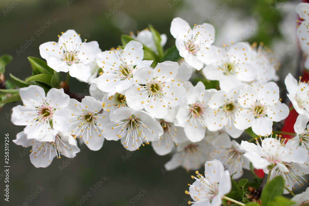 White Blossoms Against Sky At Sunrise. Spring Blooming. Orchards are blooming at springtime. Nature blossoms background texture. Floral pattern. Copy space. Natural wallpaper. Sun flare. White Blossoms Against Sky At Sunrise. Spring Blooming. Orchards are blooming at springtime. Nature blossoms background texture. Floral pattern. Copy space. Natural wallpaper. Sun flare.