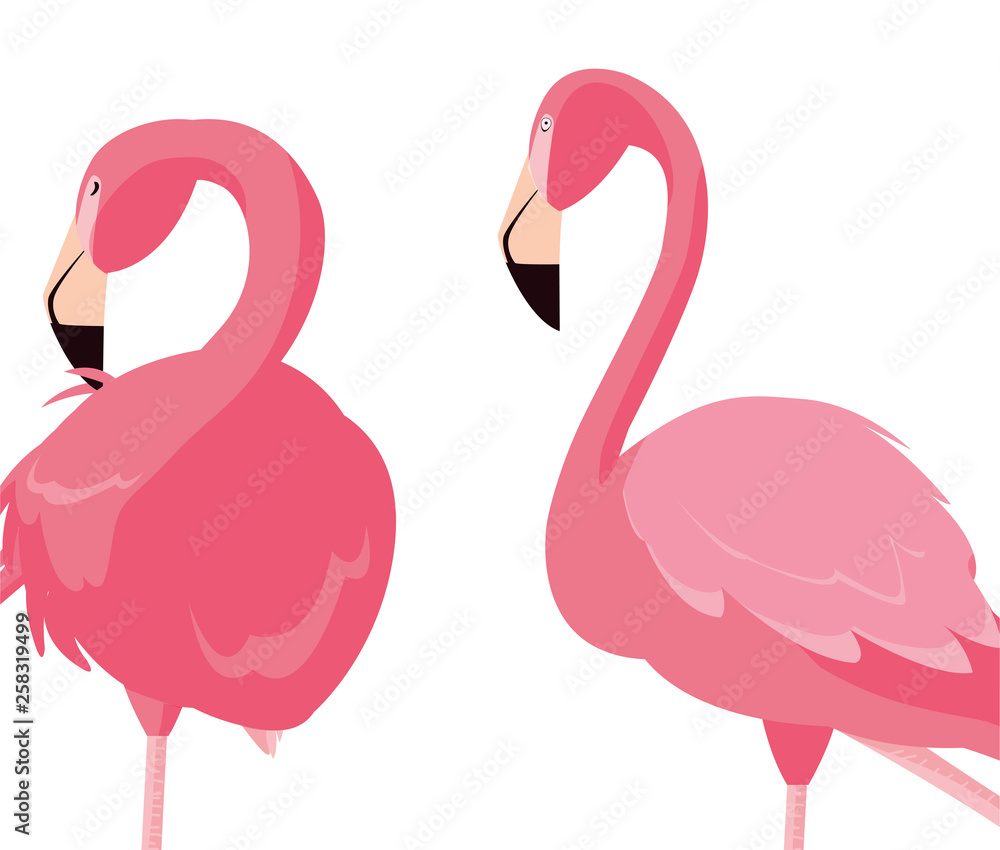 Fototapeta premium elegant flamingo birds couple