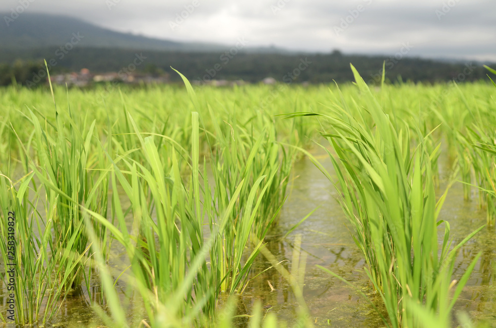 Obraz premium Beautiful Jatiluwih rice terraces in Bali