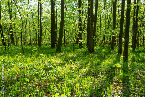 Forest trees. nature green wood sunlight backgrounds © photolink