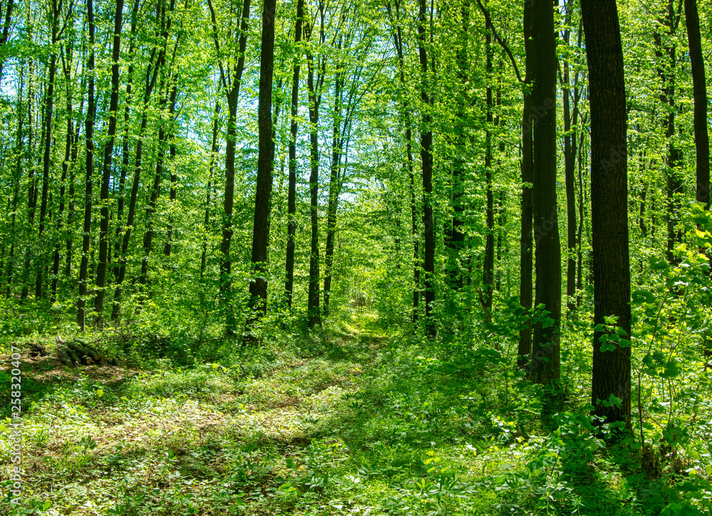 Forest trees. Nature green wood sunlight backgrounds
