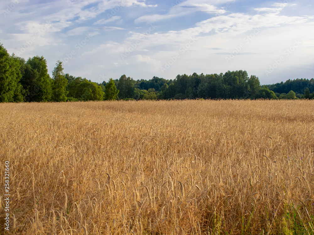 field covered with wheat, a beautiful summer landscape
