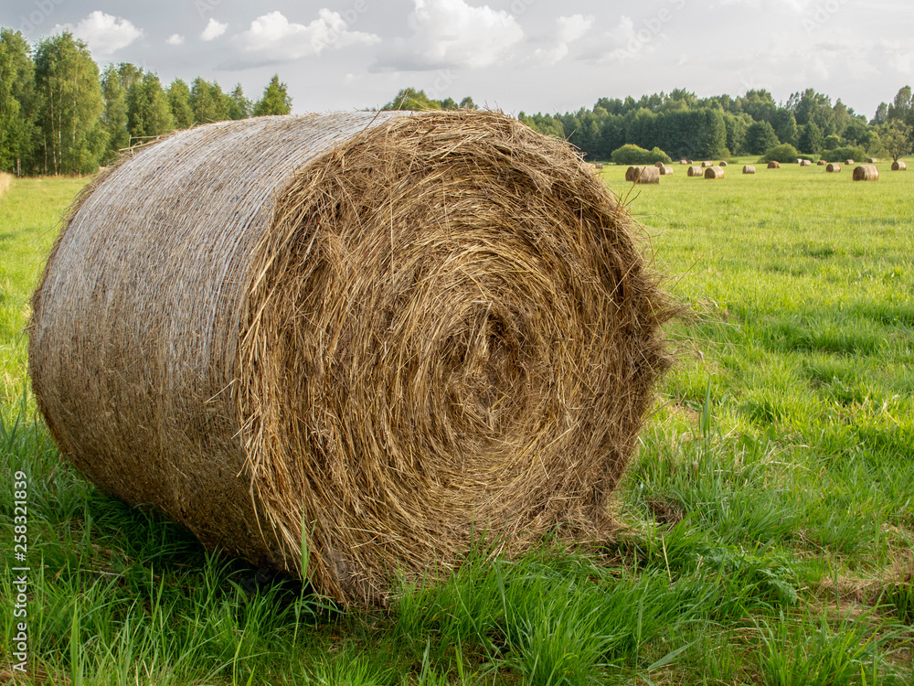 hay bales in the field, preparing food for animals for the winter