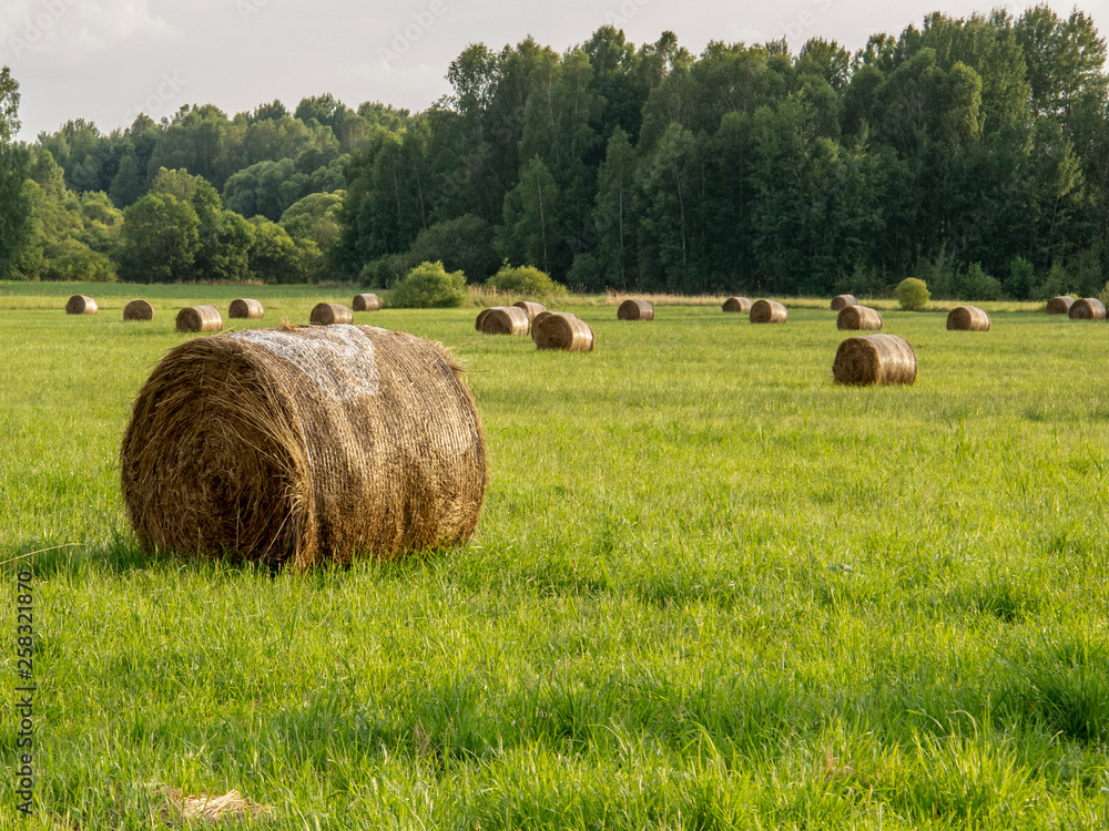 hay bales in the field, preparing food for animals for the winter