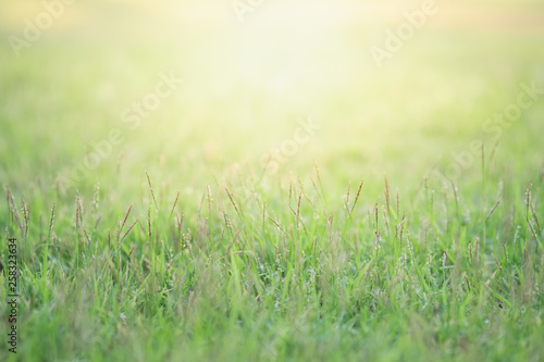 Close up beautiful view of nature green grass on blurred greenery tree background with sunlight in public garden park. It is landscape ecology and copy space for wallpaper and backdrop. © Dilok