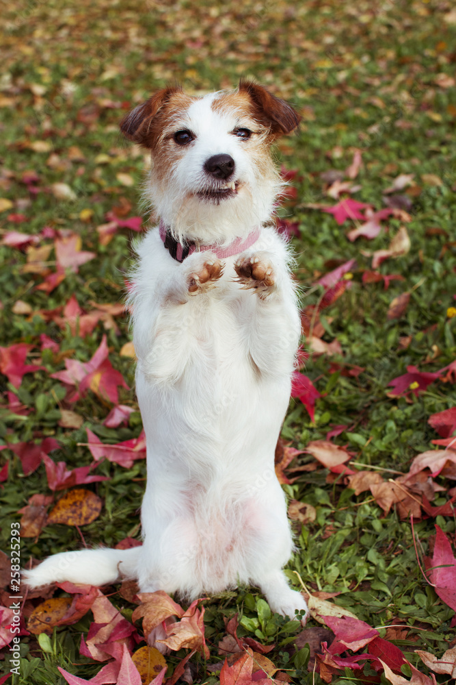 FUNNY AUTUMN DOG. JACK RUSSELL PUPPY STANDING ON TWO HIND LEGS MAKING A FACE  ON FALL LEAVES GRASS.