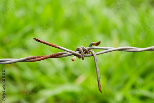Wallpaper Mural Old barbed wire fence with rust on green nature background Torontodigital.ca