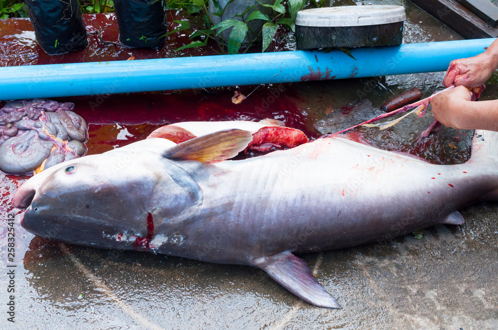Fototapeta premium Fisherman to cleans dissected a freshly big fish ( Iridescent shark, Striped catfish, Sutchi catfish) with a knife