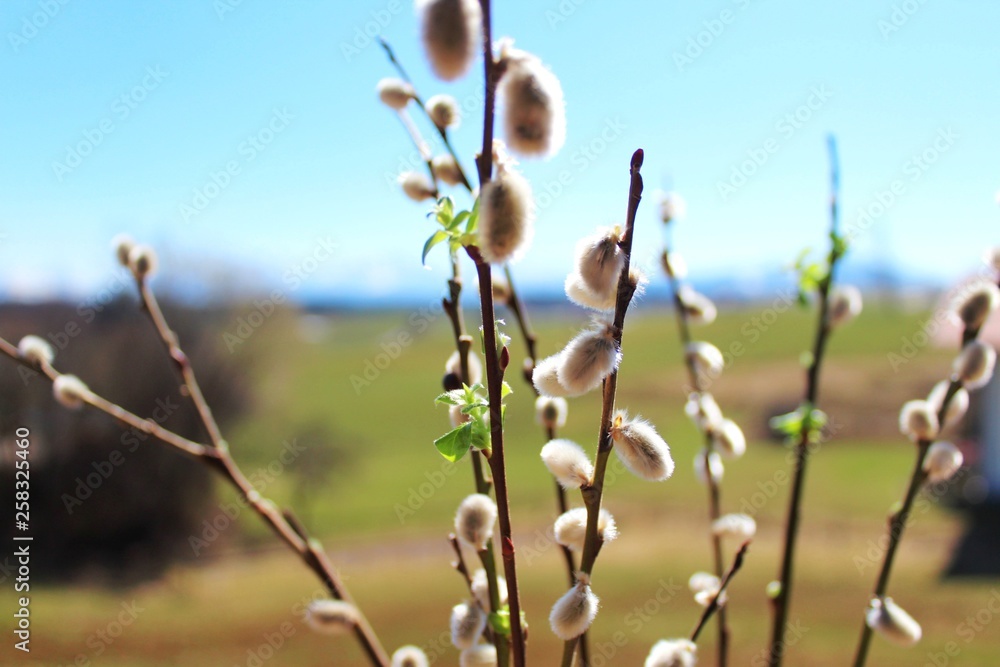Flauschige Weidenkätzchen und erste Triebe, Allgäu, Bayern Flauschige Weidenkätzchen und erste Triebe, Allgäu, Bayern