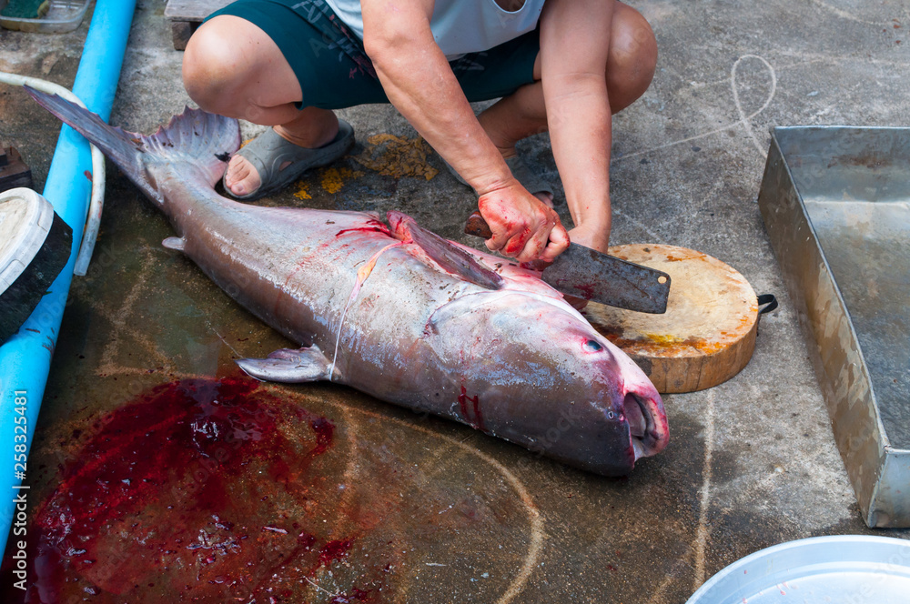 Fisherman to cleans dissected a freshly big fish ( Iridescent