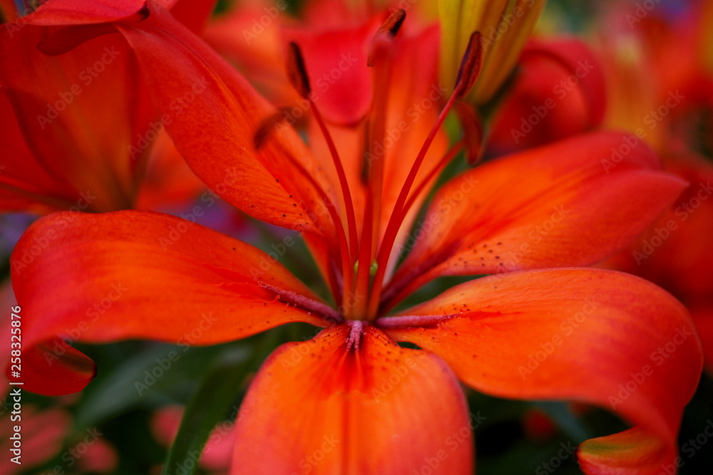 Obraz premium closeup of red flower