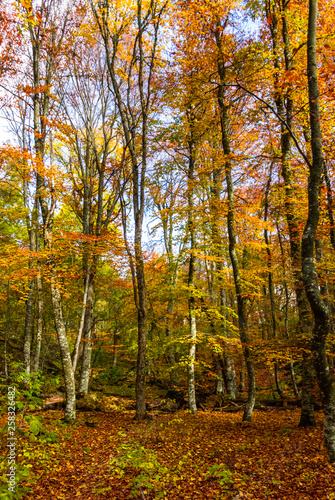 autumn beech tree groove landscape