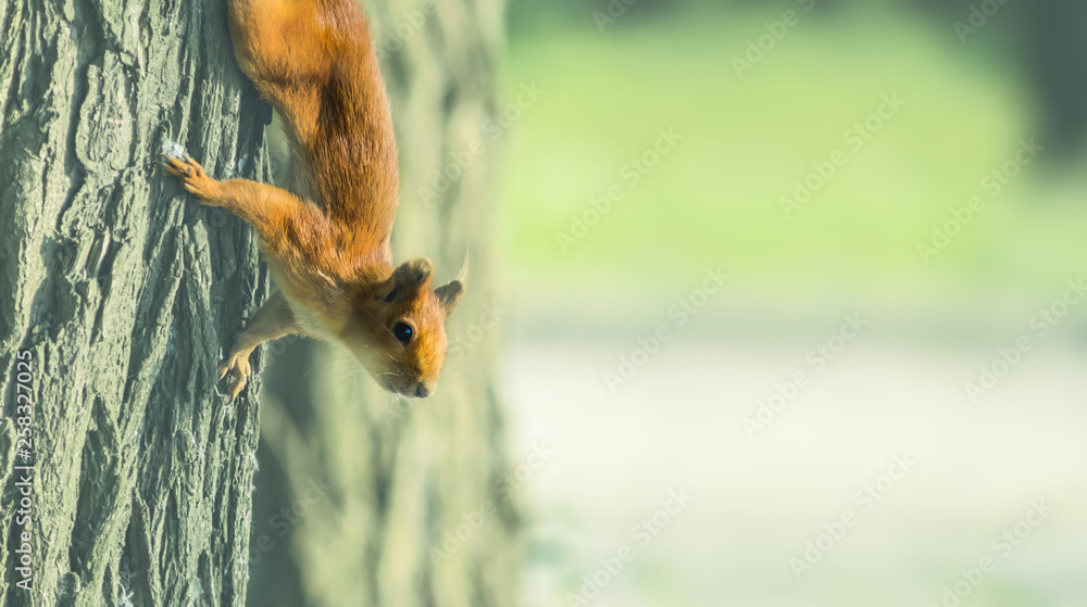 closeup red squirrel sit on a tree