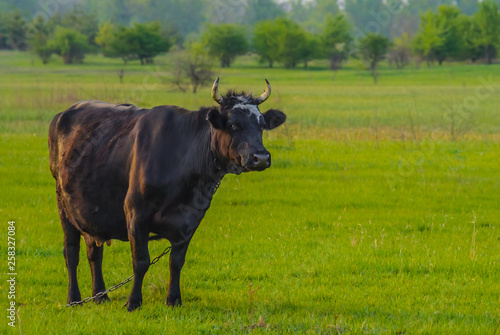 Fototapeta Naklejka Na Ścianę i Meble -  brown cow grazing on the green pasture