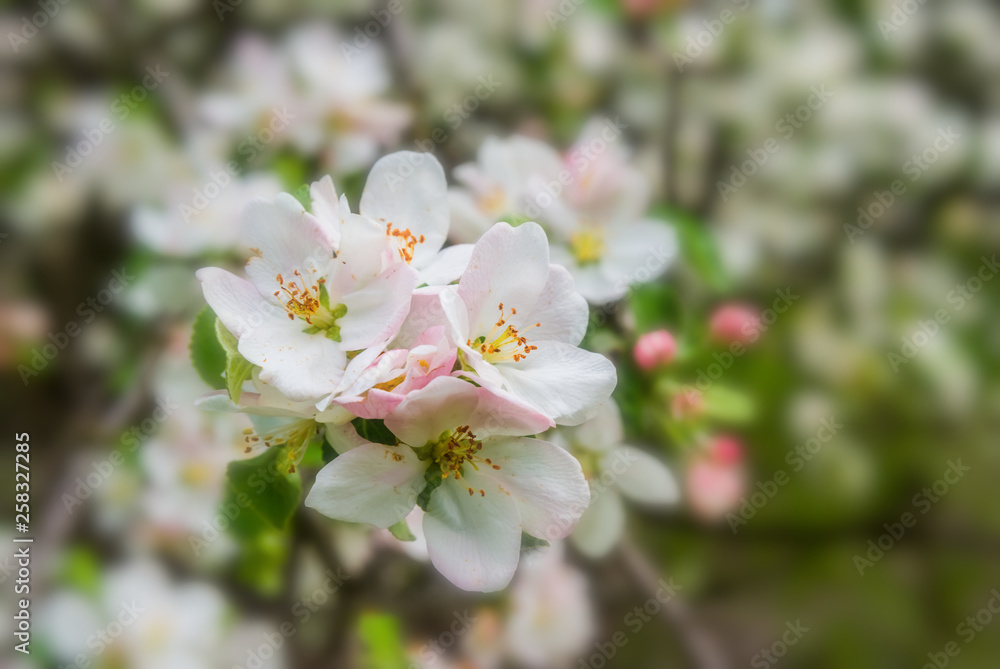 spring apple tree  branch in a blossom