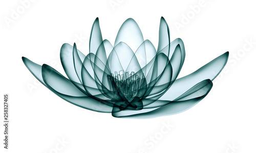x-ray image of a flower isolated on white, the lotus 3d illustration.