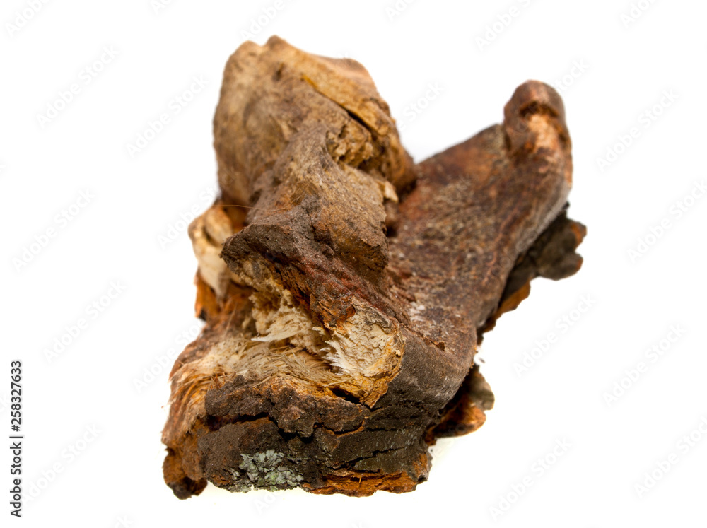 tree bark isolated on white background tree bark isolated on white background