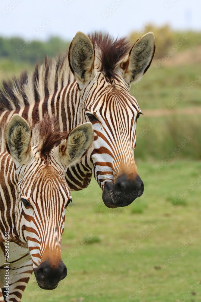Fototapeta premium Bergzebra Mutter mit Sohn