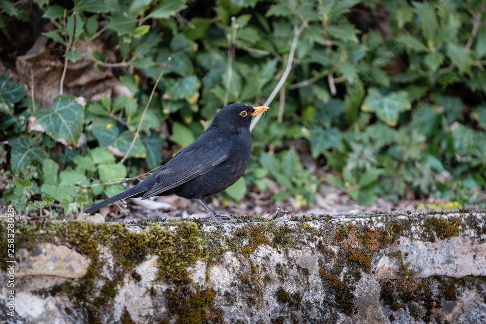 Obraz premium Merle sur un mur