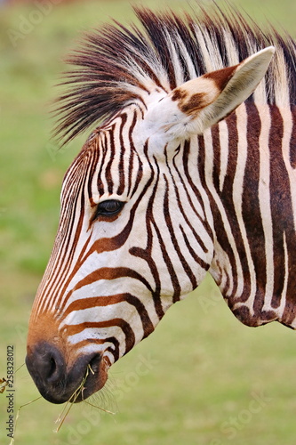 Hartmanns Bergzebra Portrait