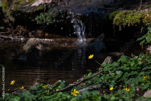 Fleur jaune au bord de l'eau