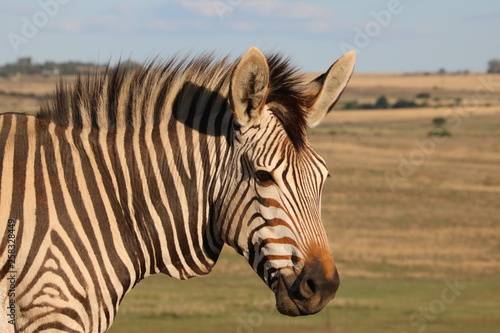 Zebra Portrait