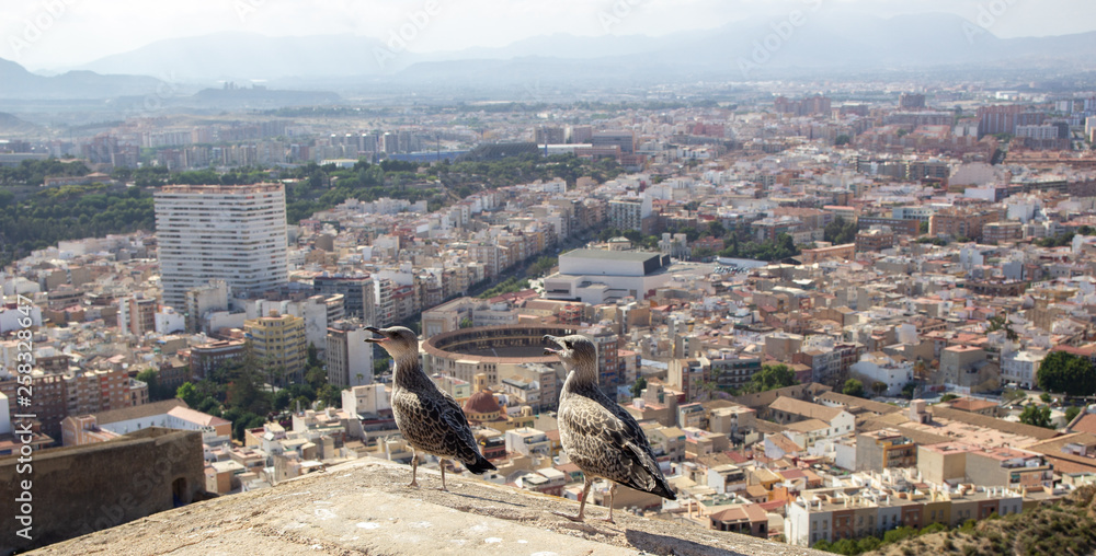 The bird sits on the parapet, behind the backdrop of the city. Insolent seagulls. Spain Alikante.