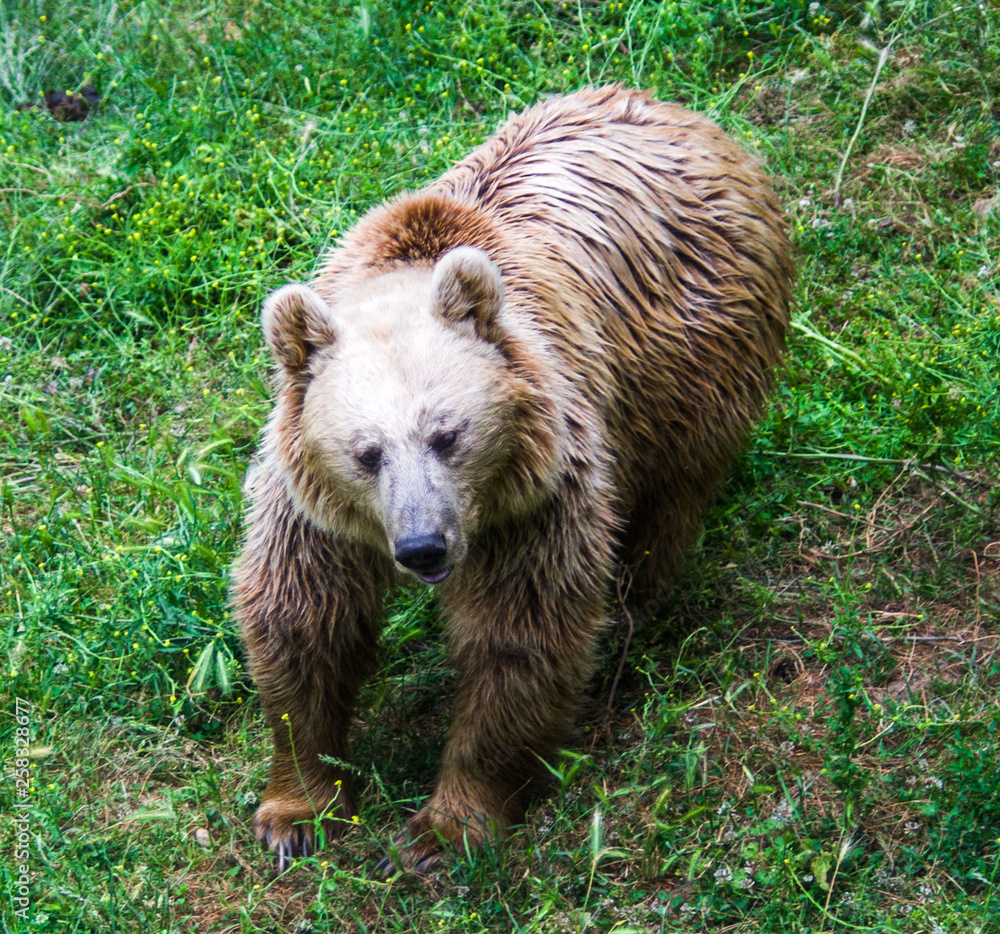 Obraz premium brown bear in the free forest in nature