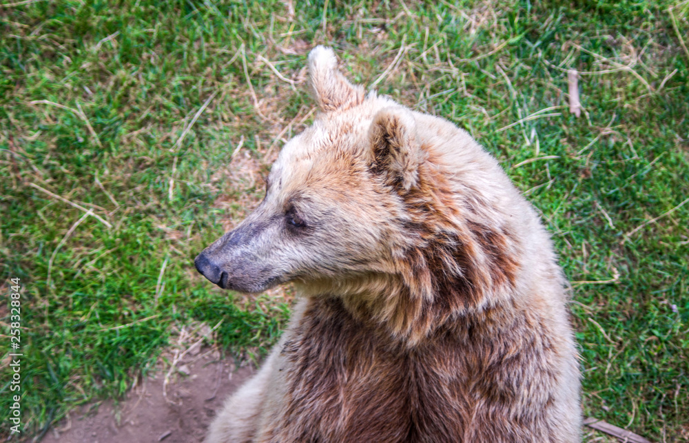 Fototapeta premium brown bear in the free forest in nature