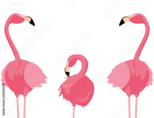 elegant flamingo birds family