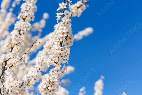 Blooming almonds on sky background