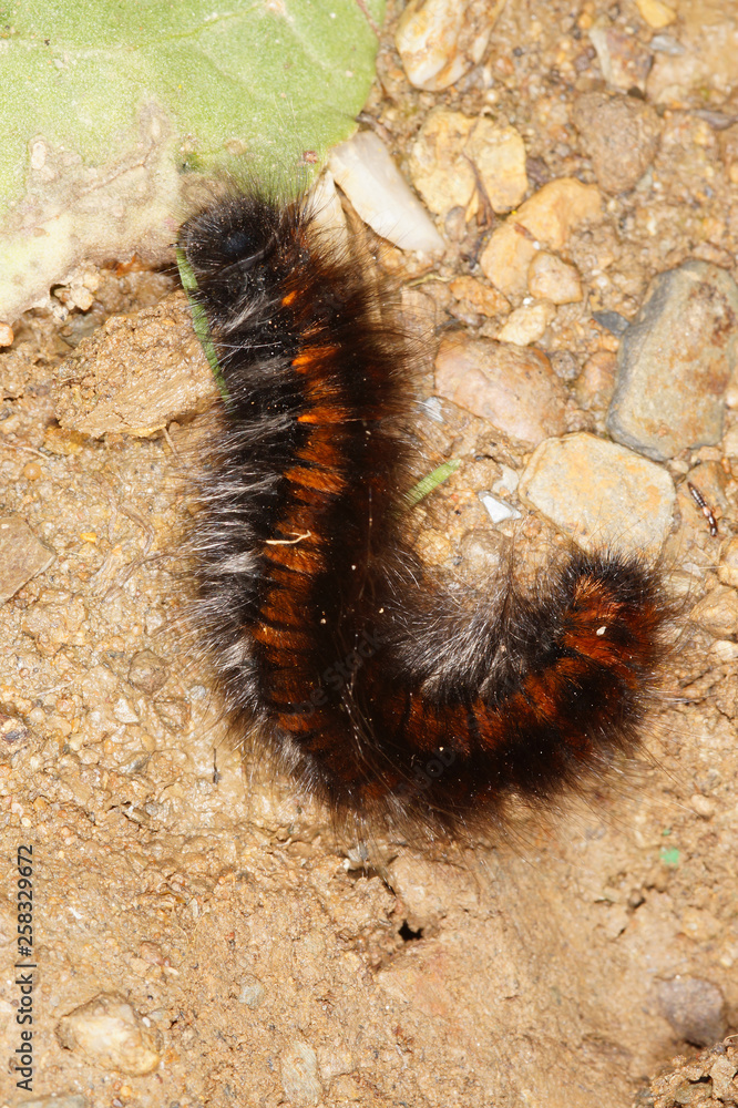 Macrothylacia rubi (LINNAEUS, 1758) Brombeerspinner , Raupe Macrothylacia rubi (LINNAEUS, 1758) Brombeerspinner , Raupe
