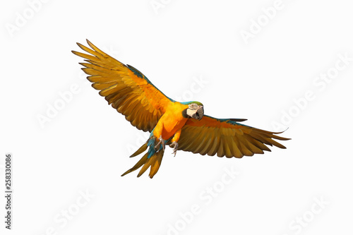 Colorful flying blue and gold macaw parrot isolated on white background.