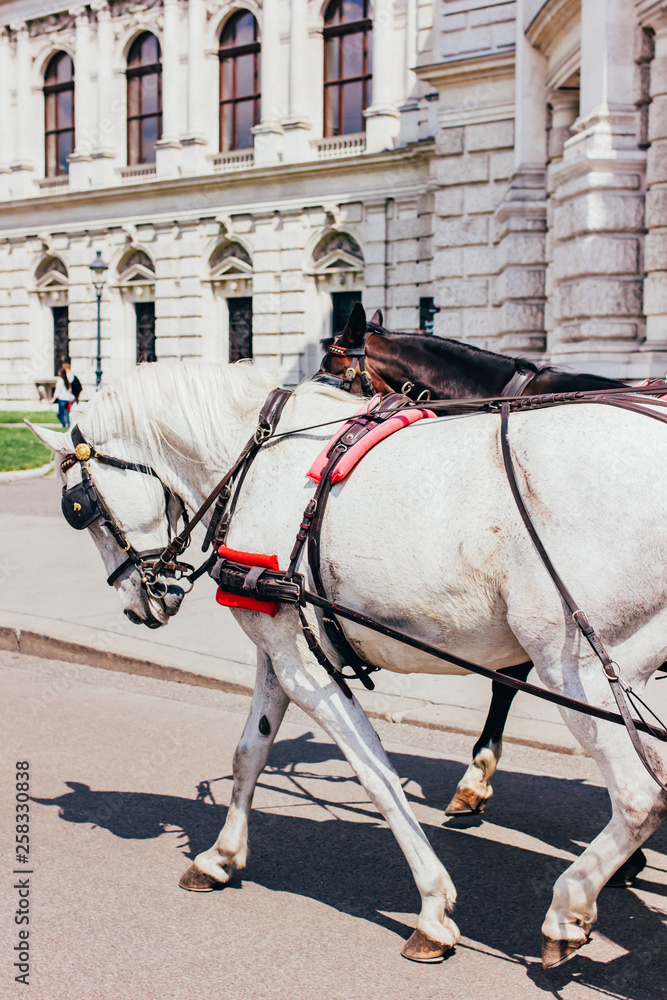 White horse rolls tourists around the city White horse rolls tourists around the city