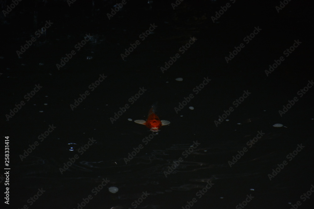 Fototapeta premium fish