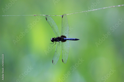 dragonfly caught in spider's web